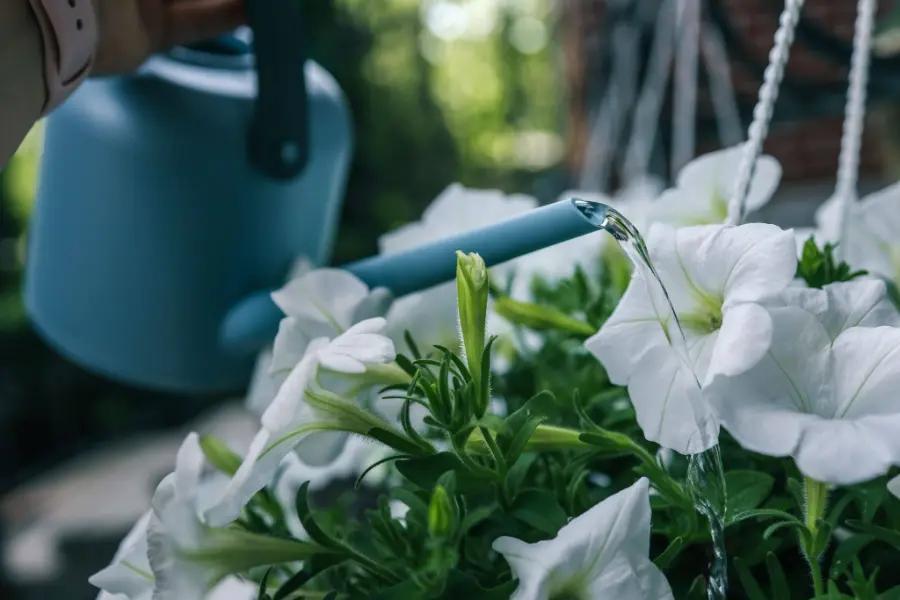 How often do hanging baskets need watering?