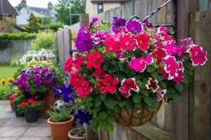 How to stop hanging baskets from drying out