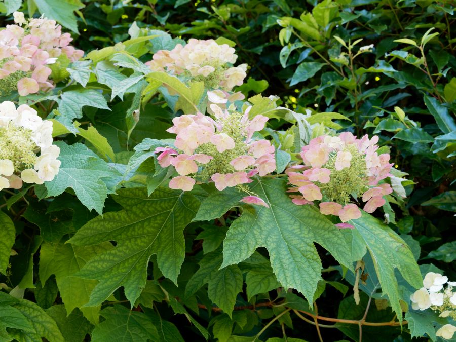 Oakleaf hydrangea