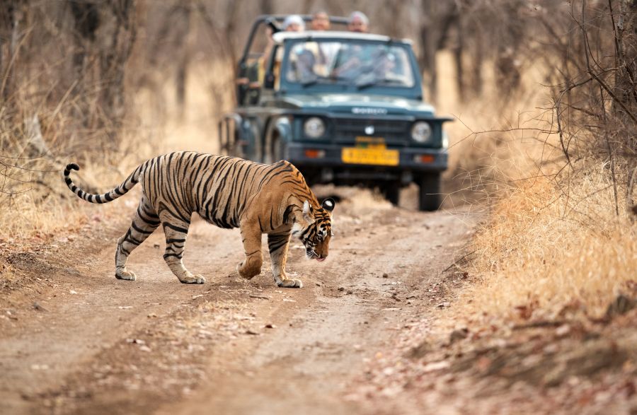 Wildlife and landscapes