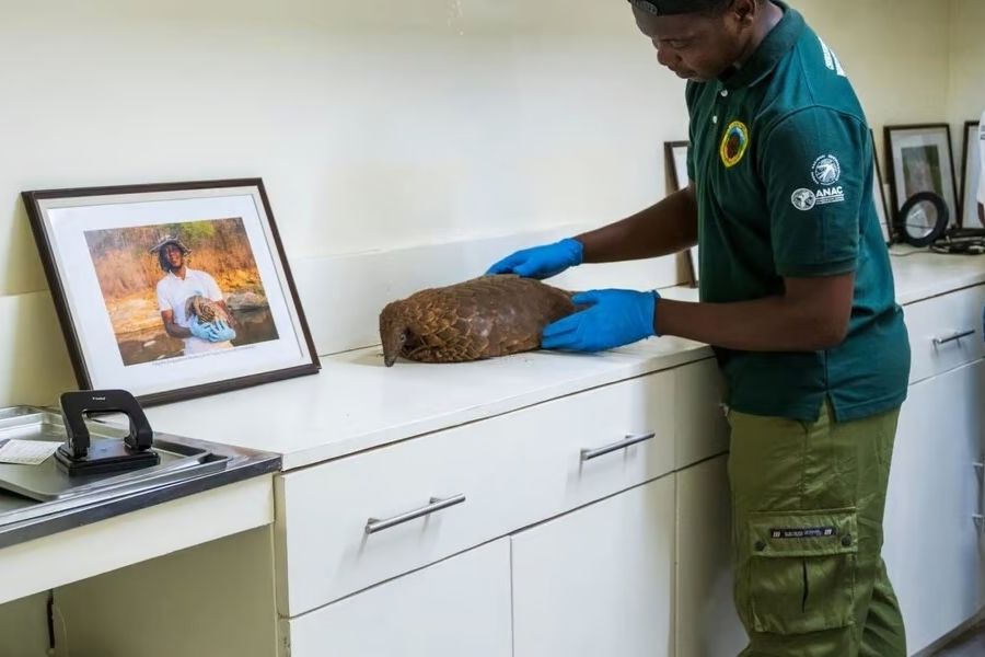 A second chance for rescued pangolins