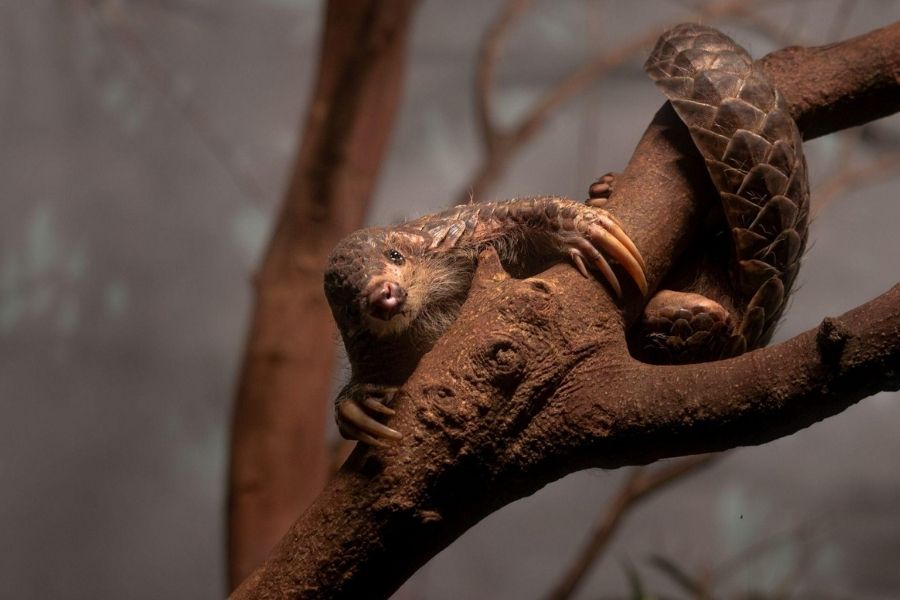 How many species of pangolins are there?