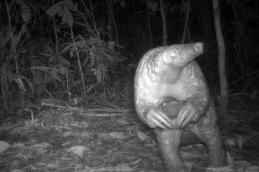 How will my donation help pangolins?
