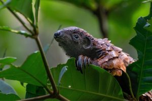 Meet the world's most trafficked mammal (and find out how to save it)