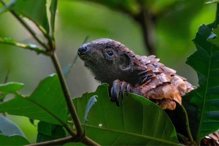 Meet the world's most trafficked mammal (and find out how to save it)