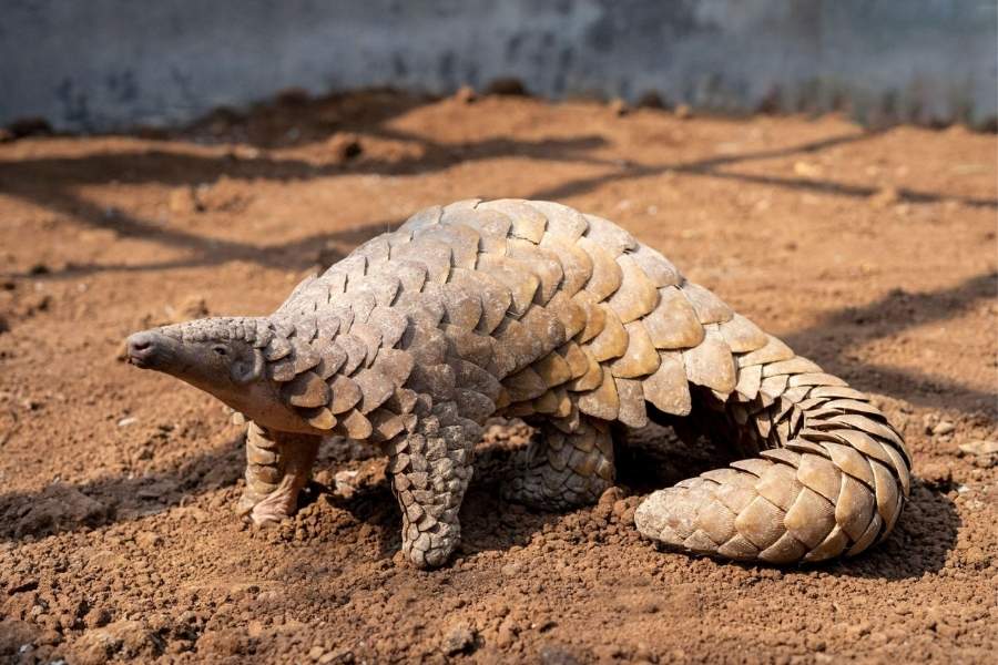 What are pangolins, and what makes them special?