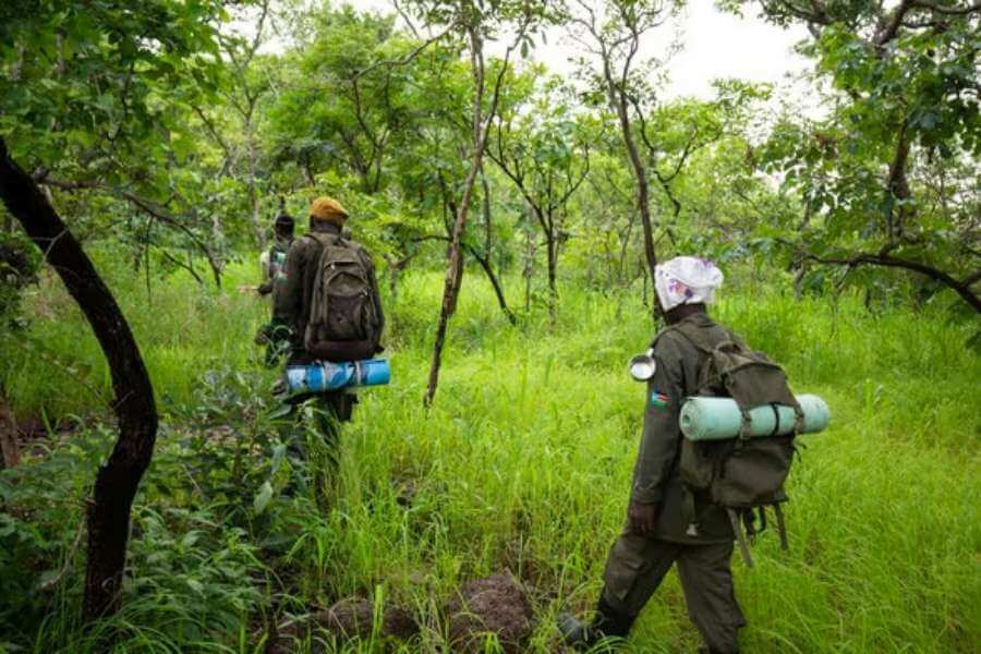 What’s being done to save pangolins?