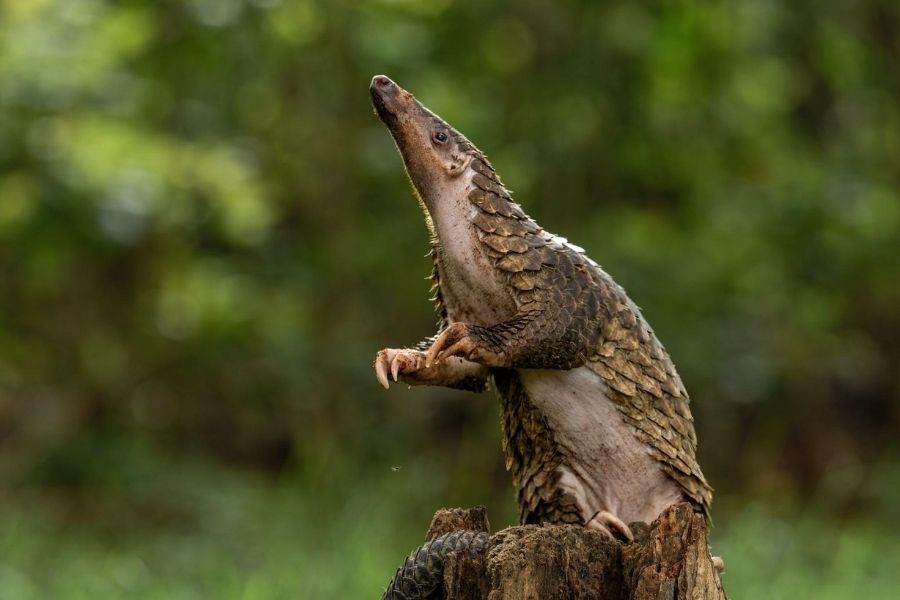 Why are pangolins under threat?