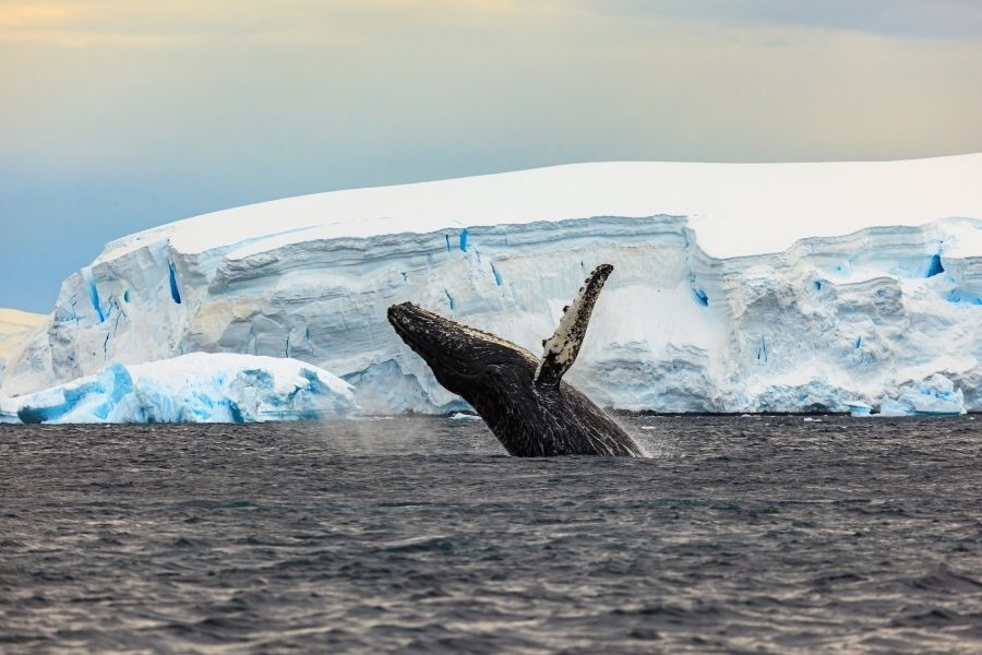 Go whale-watching