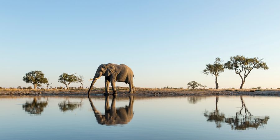 Go in search of the Big Five in Botswana
