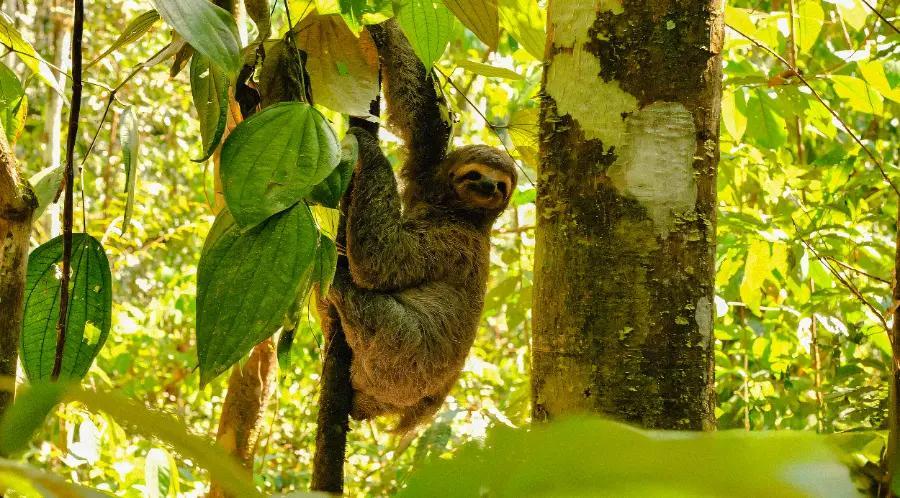 Experience jungle life in Costa Rica