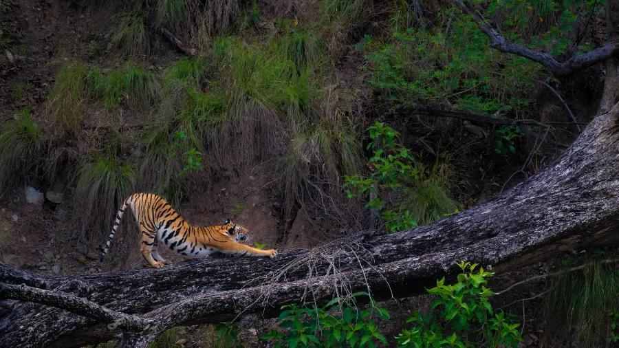 Experience the thrill of seeing tigers in India
