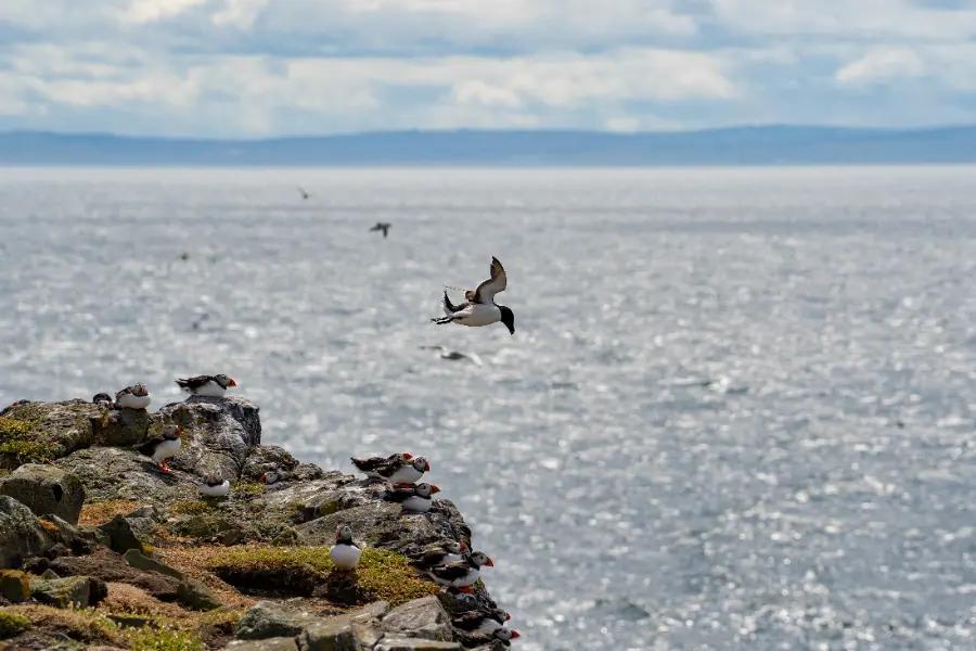 Explore abundant birdlife in Scotland
