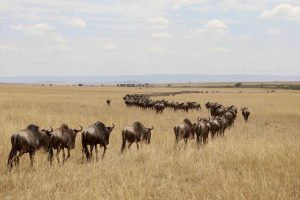 9 extraordinary wildlife experiences from around the world