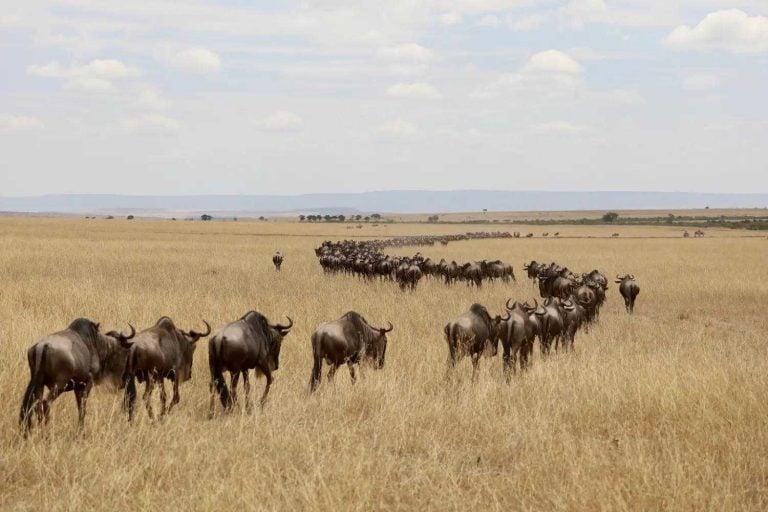 9 extraordinary wildlife experiences from around the world