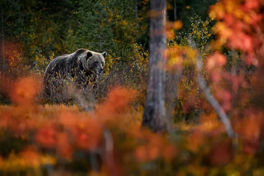 Go bear-watching in Romania