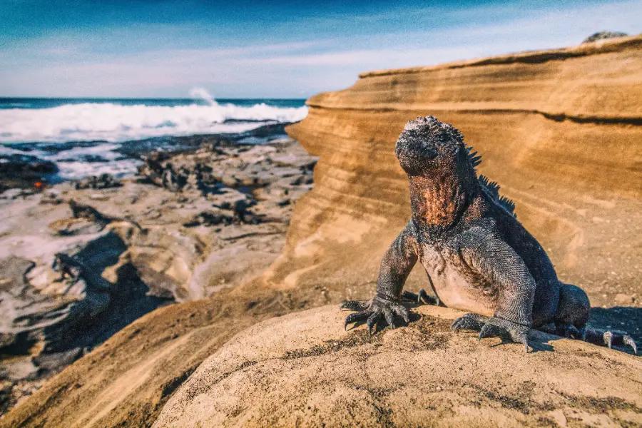 Get up close with lizards, dolphins, and blue-footed boobies in the Galapagos Islands