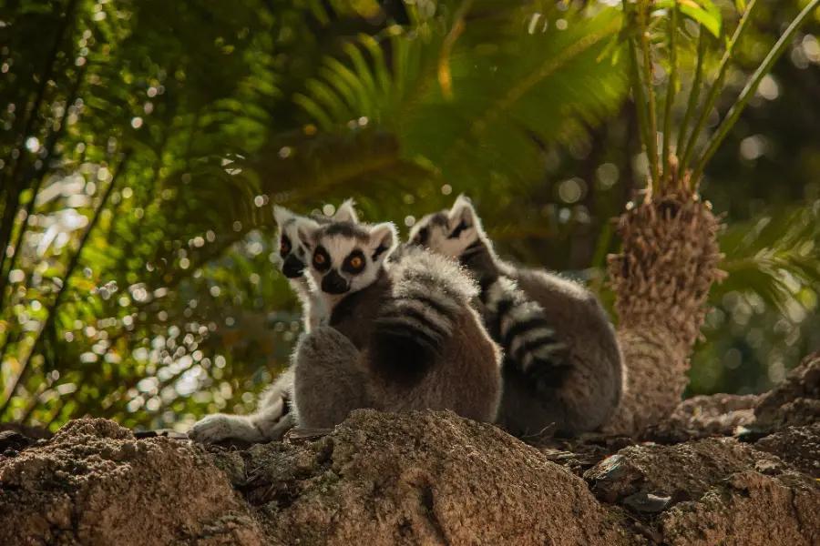 Spot lemurs in Madagascar