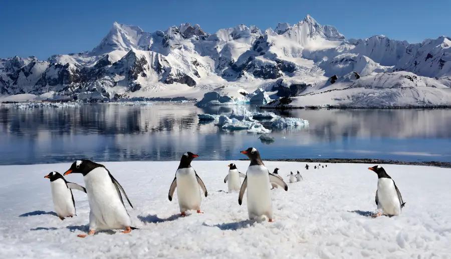Watch whales, penguins, and seals in Antarctica
