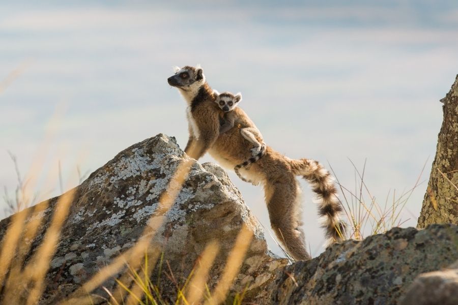 Highlights of Madagascar