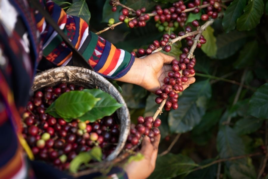 Sip your morning coffee at its source Colombia