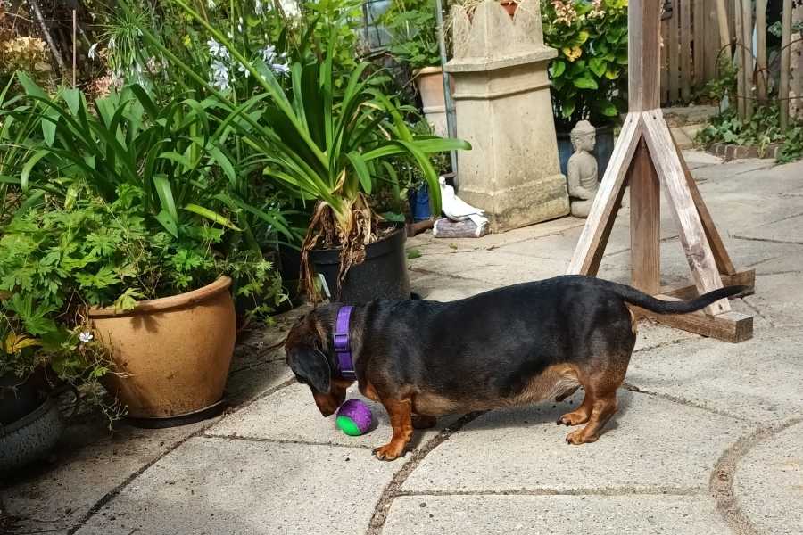 Dachshund playing with ball