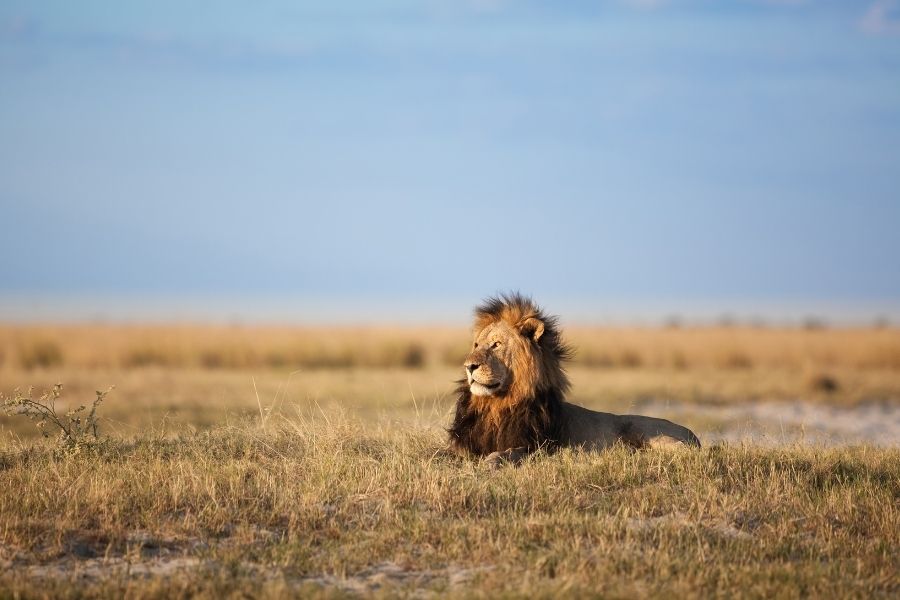 Namibia and Botswana – camp in the wilds of Chobe National Park