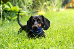 The squeaky ball fairy (without the squeak)